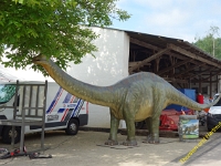 Wolsfeld 2019 0369